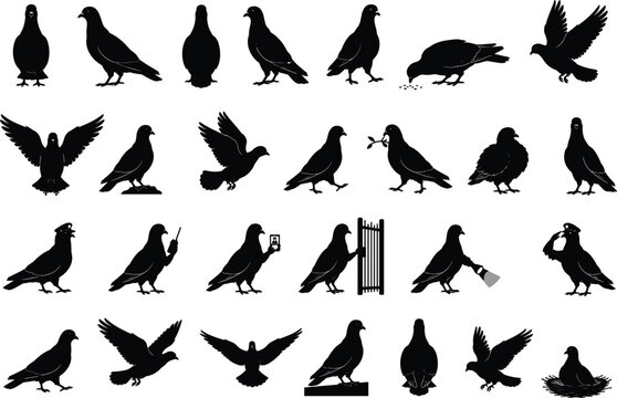 Black silhouettes of pigeons in various poses on white background bird silhouettes black and white flying