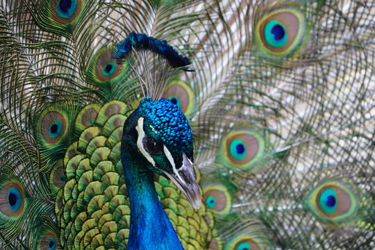 
A male blue peafowl (Pavo cristatus) displays its magnificent plumage during courtship. Hanover &ndash; Botanical School Garden, Hanover, Germany.