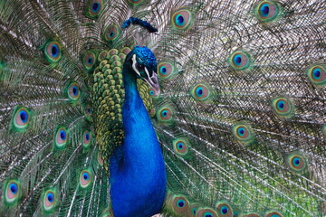 Obraz premium A male blue peafowl (Pavo cristatus) displays its magnificent plumage during courtship. Hanover – Botanical School Garden, Hanover, Germany.