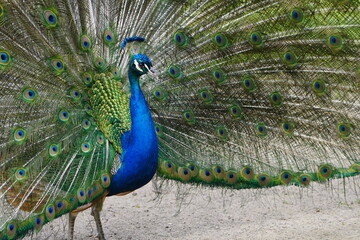 Obraz premium A male blue peafowl (Pavo cristatus) displays its magnificent plumage during courtship. Hanover – Botanical School Garden, Hanover, Germany.
