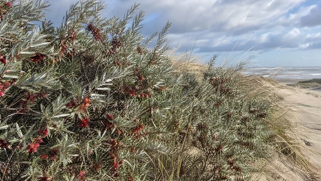 Oleaster shrubs with silvery leaves and red berries at sand dunes edge.
