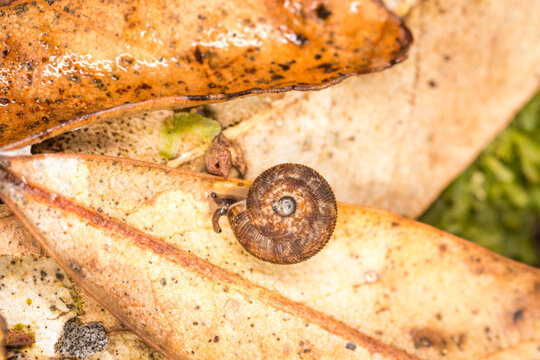 Suteria ide, a species of air-breathing land snail, a terrestrial gastropod mollusc in the family Charopidae.  This species is endemic to New Zealand.