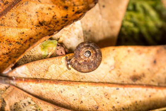 Suteria ide, a species of air-breathing land snail, a terrestrial gastropod mollusc in the family Charopidae.  This species is endemic to New Zealand.