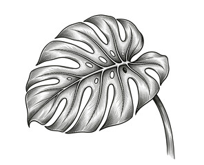 Monstera deliciosa leaf with large cuts, hand-drawn vintage engraving © Otpirus