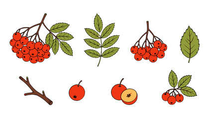 Hand drawn ash berry branch, leaves, and fruit vector set © Alan