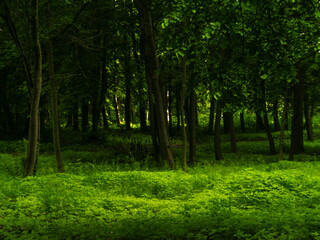 Fototapeta premium Atmospheric green forest. Mysterious landscape with trees. Magical woods in the morning.