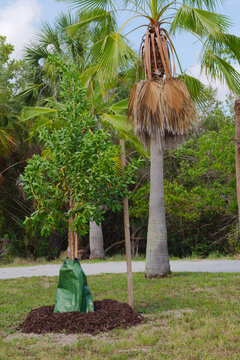 A young, staked tree protected by a green watering bag and fresh mulch set against tall palm trees and lush tropical vegetation, conveying growth, care, and newly planted landscaping.

