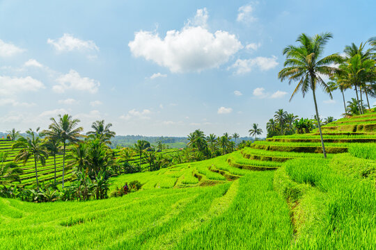 Awesome view of scenic rice terraces in Bali, Indonesia