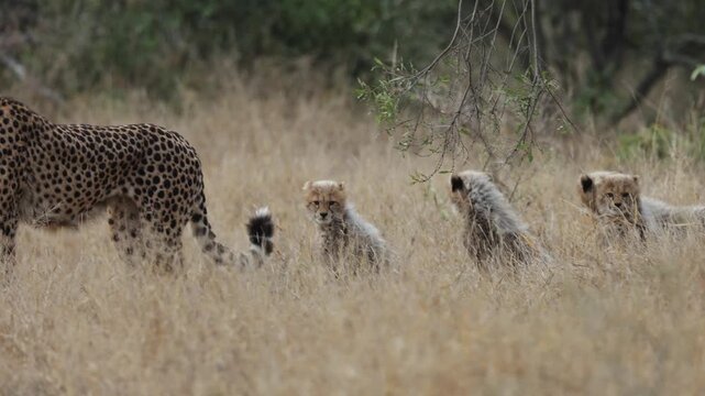  a cheetah mother and her four tiny cubs