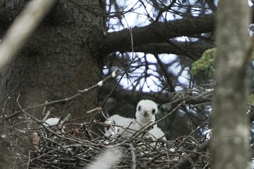 Juvenile Northern Goshawk Chick Resting in Nest © まー