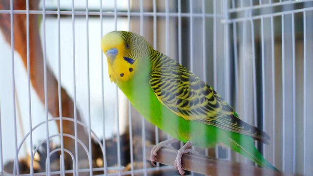 Close-up of a green male budgie parakeet sitting on a perch inside a cage and singing with original natural audio