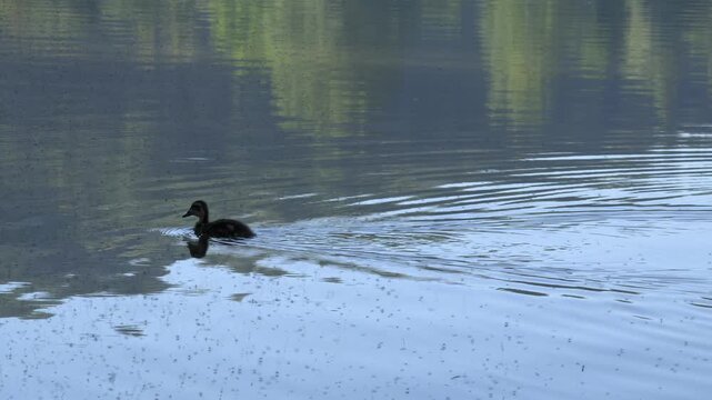 Small Duckling Swimming in Calm Lake Water with Insects Flying Above 4K Slow Motion