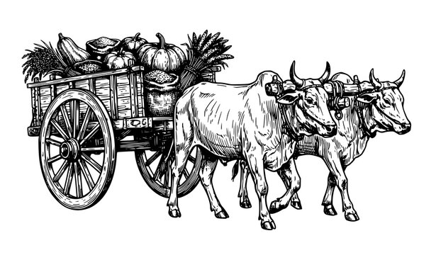 Rural Bullock Cart Agricultural Sketch Vector Illustration with Traditional Oxen