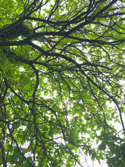 Fototapeta premium The image shows a view from below of a dense tree canopy with bright green leaves. The thin branches intertwine, creating a contrasting pattern against the light sky.