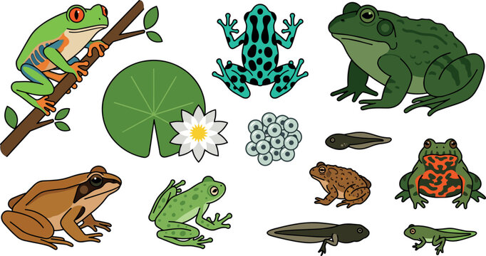 Frog life cycle vector collection featuring red eyed tree frog poison dart toad tadpoles frogspawn lily pad water lily flower and amphibious pond wildlife illustrations.