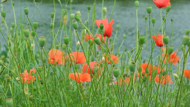 Red poppy flowers and green seed pods swaying in the wind by the river