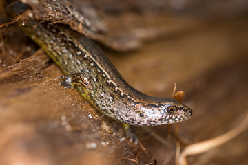 Fototapeta premium Close up of a common skink, Oligosoma polychroma, also known as the northern grass skink, which is a species of skink native to New Zealand