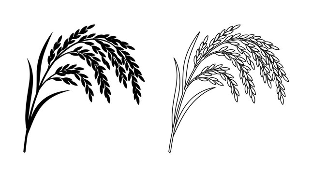 Rice stalks illustration black and white linear drawing on a white background