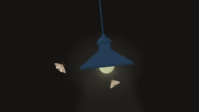 moth attracted to and fly around lamp light at night
