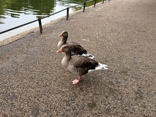 Two geese wandering along a concrete lakeside path in a park © Curiosity Photos