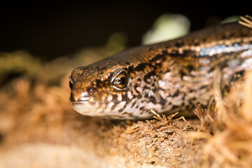 Fototapeta premium Close up of a common skink, Oligosoma polychroma, also known as the northern grass skink, which is a species of skink native to New Zealand
