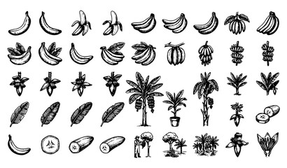 Obraz premium Black Silhouette Banana Fruit and Tropical Palm Tree Icon Set for Food, Nature, and Exotic Design Projects