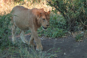 Fototapeta premium Afrikanischer Löwe / African lion / Panthera leo