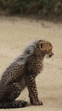 Vertical video, cheetah cub looking like a honey badger.