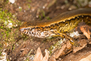Obraz premium Close up of a common skink, Oligosoma polychroma, also known as the northern grass skink, which is a species of skink native to New Zealand