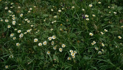 Field of white daisies and green grass in a meadow © TheWaterMeloonProjec
