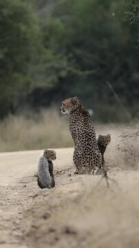  Vertical video, cheetah cubs looking like a honey badger
