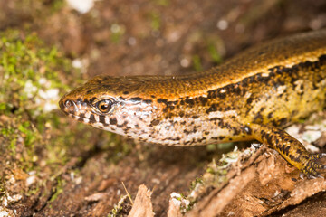 Fototapeta premium Close up of a common skink, Oligosoma polychroma, also known as the northern grass skink, which is a species of skink native to New Zealand