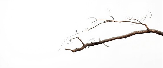 Fototapeta premium Dry tree branch against a white background