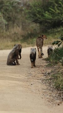Vertical video, cheetah cubs looking like a honey badger.