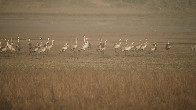 Demoiselle Cranes Walking In Nadabet Wetland Gujarat India