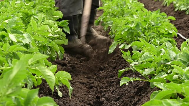 Potato plant Solanum tuberosum young shoots hilled or earthing up by farmer with hoe close up, weeding organic vegetable crop grown in agricultural garden soil rows on a local eco farm.