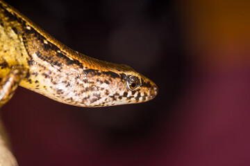 Naklejka premium Close up of a common skink, Oligosoma polychroma, also known as the northern grass skink, which is a species of skink native to New Zealand