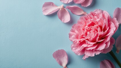 Fototapeta premium Pink carnation flower with fallen petals on blue background
