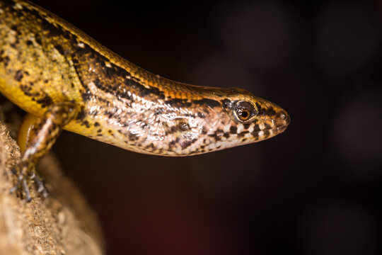 Close up of a common skink, Oligosoma polychroma, also known as the northern grass skink, which is a species of skink native to New Zealand