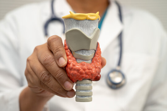 Hyperthyroidism, Overactive Thyroid, Thyroid Lymphoma, Asian doctor with thyroid gland human anatomy model in hospital.