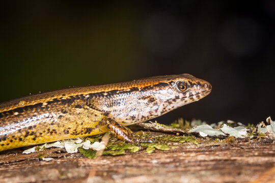 Close up of a common skink, Oligosoma polychroma, also known as the northern grass skink, which is a species of skink native to New Zealand