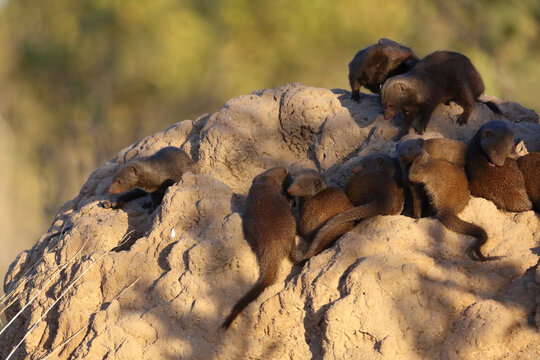 S&uuml;dliche Zwergmanguste auf Termitenh&uuml;gel / Dwarf mongoose at Termit's nest / Helogale parvula