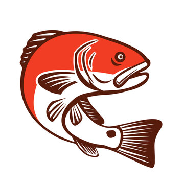 Red Drum Fish Vector Illustration