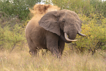 Fototapeta premium African bush elephant throwing dust over back