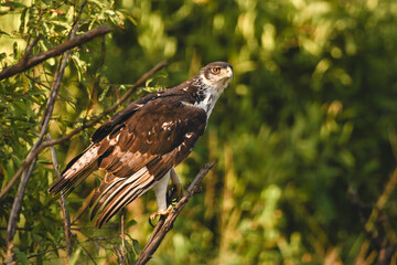 Fototapeta premium Augur buzzard with catchlight in leafy bushes