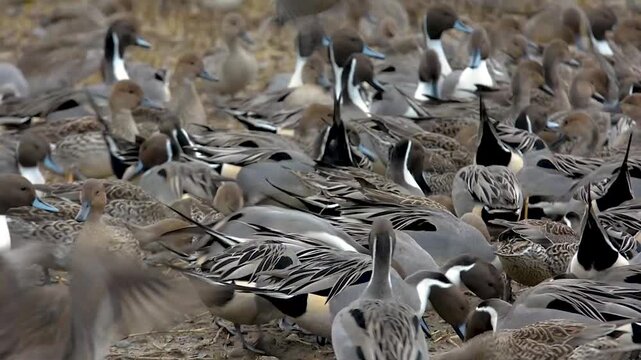 Large Flock of Northern Pintail Ducks Gathering on the Ground