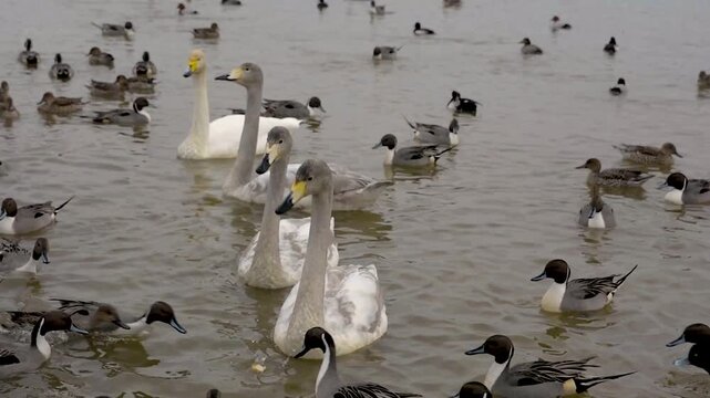 Whooper Swans and Northern Pintail Ducks Swimming Together in a Flock