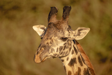 Obraz premium Close-up of male Masai giraffe looking down