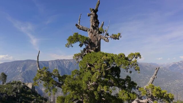Aerial drone footage orbits the upper crown of a giant sequoia tree perched above rugged mountain terrain near Sequoia and Kings Canyon National Park, showcasing ancient branches against a clear blue
