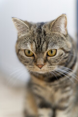Obraz premium 獲物を見つけるブリティッシュショートへー猫